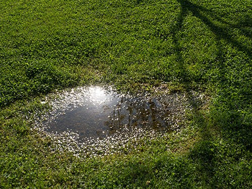 Standing Water in Yard